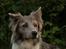 Border collie Zacho
