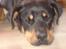 Blanding af racer Basse (bamse)R.I.P