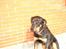 Blanding af racer Basse (bamse)R.I.P