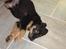 Blanding af racer Basse (bamse)R.I.P