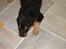 Blanding af racer Basse (bamse)R.I.P