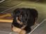 Blanding af racer Basse (bamse)R.I.P