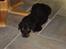 Blanding af racer Basse (bamse)R.I.P