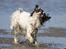 Papillon Diva - diva ryster sig