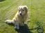 Golden retriever Olympus R.I.P <3 - Søde lille Lympus<33