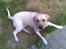 Labrador retriever Grøffe