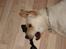 Labrador retriever Grøffe - Jeg leger da bare selv med min strømpe, det kan også være sjovt.