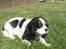 Cavalier king charles spaniel Freja ( RIP) - Freja nyder solen Juni 2008