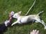 Chihuahua Achilles