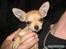 Chihuahua Chanel<3