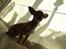 Chihuahua Chanel<3