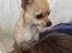 Chihuahua Gucci Baby<3