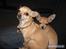 Chihuahua Gucci Baby<3