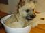 Cairn terrier Ferns Quickstepper