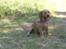 Basset fauve de bretagne Chapper  - Så er jeg blevet trimmet - det er skønt når der er varmt