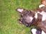 Boxer Exxon  R.I.P.