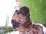 Boxer Exxon  R.I.P.