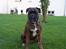 Boxer Exxon  R.I.P.