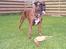 Boxer Exxon  R.I.P.