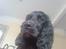 Cocker spaniel Malthe - Juni 2008