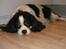 Cavalier king charles spaniel Freja ( RIP)