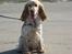 Cocker spaniel Freja r.i.p 20.1.19 - Freja nyder stranden på Rømø :o)