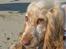 Cocker spaniel Freja r.i.p 20.1.19 - HVAD!!!!!!
