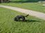 Cocker spaniel Malthe