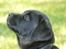 Labrador retriever Cody (Himmelhund)