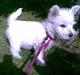 West highland white terrier Chivas