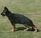 Schæferhund Team Rapi Excess