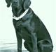 Labrador retriever Sally Sunshine (formel 1)