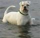 Amerikansk bulldog ***Milo*** himmelhund