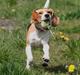 Beagle **Zila**