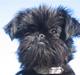 Griffon belge Ramona