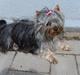 Australian silky terrier Luna R:I:P