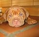 Dogue de bordeaux Cobberhouse's Buena Vista