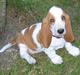 Basset hound Andrea