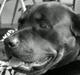 Rottweiler molie af bryrup
