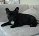 Fransk bulldog Midland Moor Armani Code 