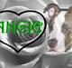 Amerikansk staffordshire terrier Angie RIP.