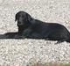 Labrador retriever buller
