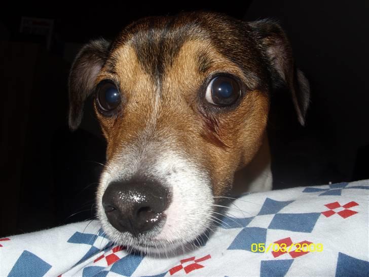 Jack russell terrier Migo<33 - Velkommen til min flotte migo`s frofil... <3333 billede 1