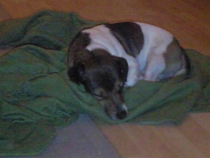 Jack russell terrier Migo<33 - Hej skatter:) billede 2