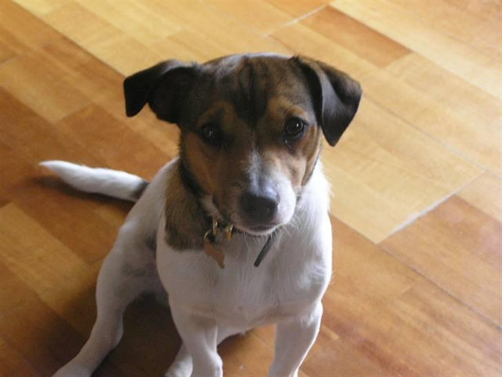 Jack russell terrier Migo<33 - Er jeg ikke flot%)= billede 3