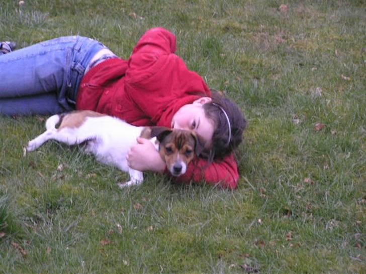 Jack russell terrier Migo<33 - Zzzzz  billede 4