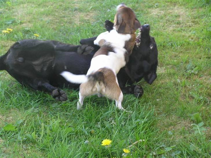 Jack russell terrier Migo<33 - Så har jeg lagt digh ned!! foto: Migh<3 billede 5