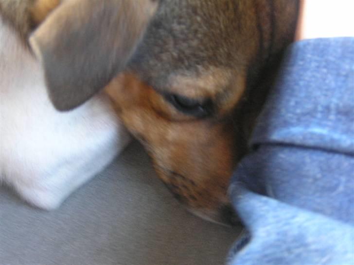 Jack russell terrier Migo<33 - det er godt at putte sig ved nanna<3 Foto: Migh <3 billede 6