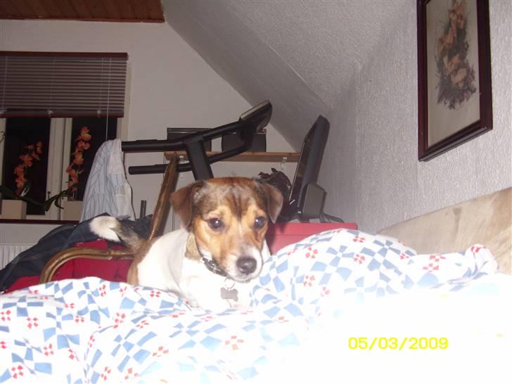 Jack russell terrier Migo<33 - I Am a tiger;D foto: Migh<3 billede 7