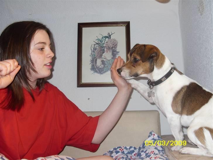 Jack russell terrier Migo<33 - Op med poten nanna, og stik migh så den godbid;D Foto: Ch<3 billede 8